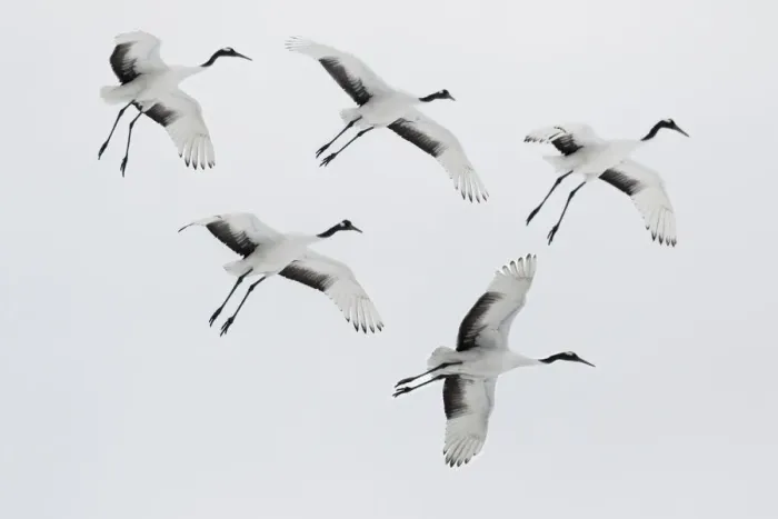 Framed Print : Rare red-crowned crane of Northern Island of Hokkaido, Japan Framed Print : Rare red-crowned crane of Northern Island of Hokkaido, Japan