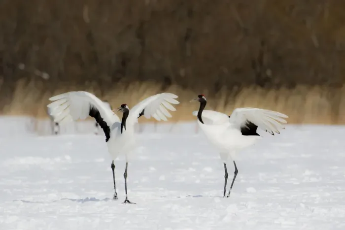 Framed Print : Rare red-crowned crane of Northern Island of Hokkaido, Japan Framed Print : Rare red-crowned crane of Northern Island of Hokkaido, Japan