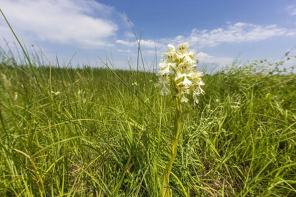 The Rare Western Prairie Fringed Orchid in the Sheyenne National Grasslands, North Dakota