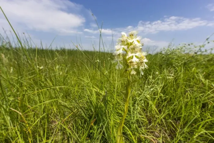 Framed Print : The Rare Western Prairie Fringed Orchid in the Sheyenne National Grasslands, North Dakota Framed Print : The Rare Western Prairie Fringed Orchid in the Sheyenne National Grasslands, North Dakota