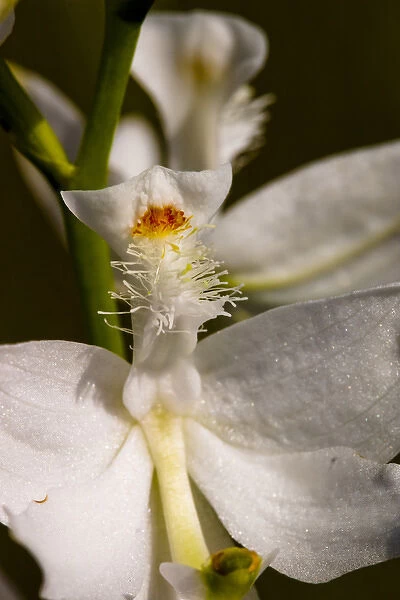 A very rare white form of the Common Grass-Pink, Calogpogon tuberosus albiflorus