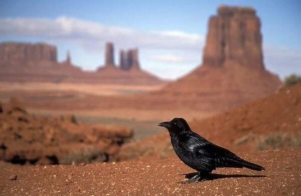 Raven sitting in front of Monument Valley background