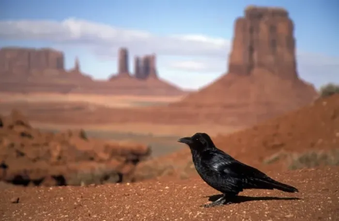 Framed Print : Raven sitting in front of Monument Valley background Framed Print : Raven sitting in front of Monument Valley background
