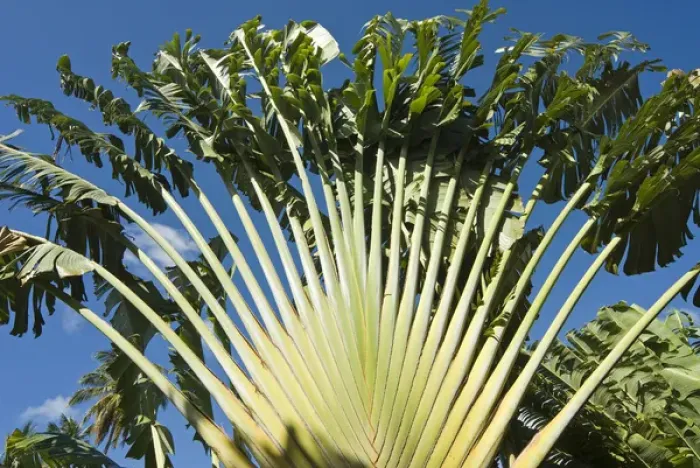 Framed Print : Ravenala Madagascariensis Palm, Travellers Tree or Travellers Palm, Antigua Framed Print : Ravenala Madagascariensis Palm, Travellers Tree or Travellers Palm, Antigua