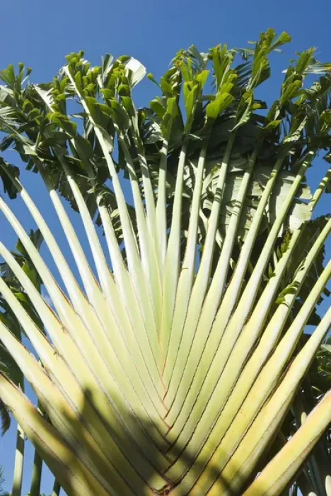 Framed Print : Ravenala Madagascariensis Palm, Travellers Tree or Travellers Palm, Antigua