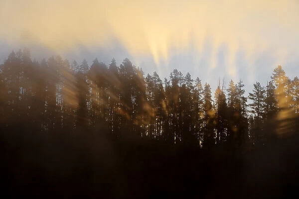 Rays of light emit from forest above the Yellowstone River at sunrise in Yellowstone