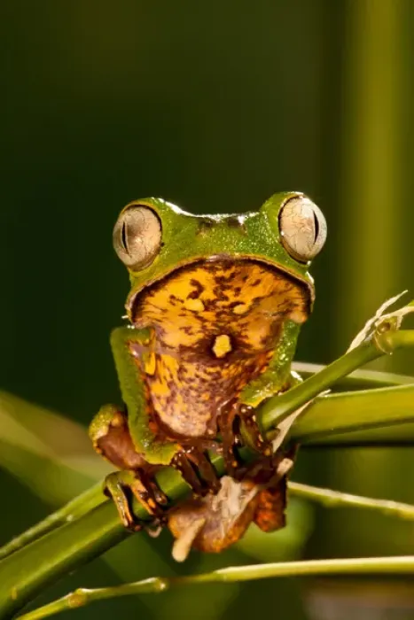 Framed Print : Razor Backed Monkey Frog Phyllomedusa hypocondryialis azurea Native to Paraguay Framed Print : Razor Backed Monkey Frog Phyllomedusa hypocondryialis azurea Native to Paraguay