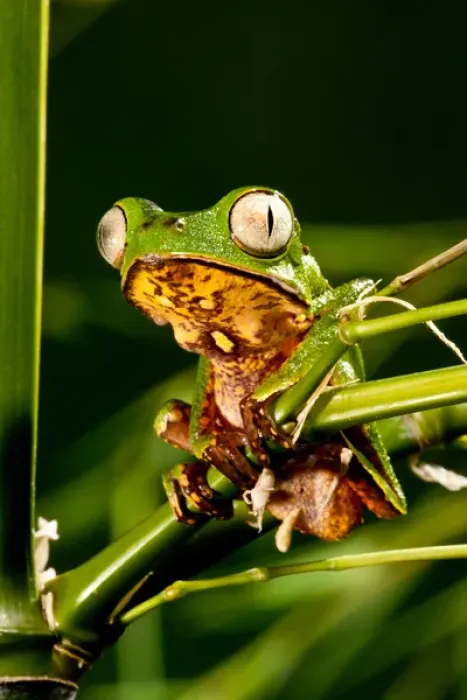 Framed Print : Razor Backed Monkey Frog Phyllomedusa hypocondryialis azurea Native to Paraguay Framed Print : Razor Backed Monkey Frog Phyllomedusa hypocondryialis azurea Native to Paraguay