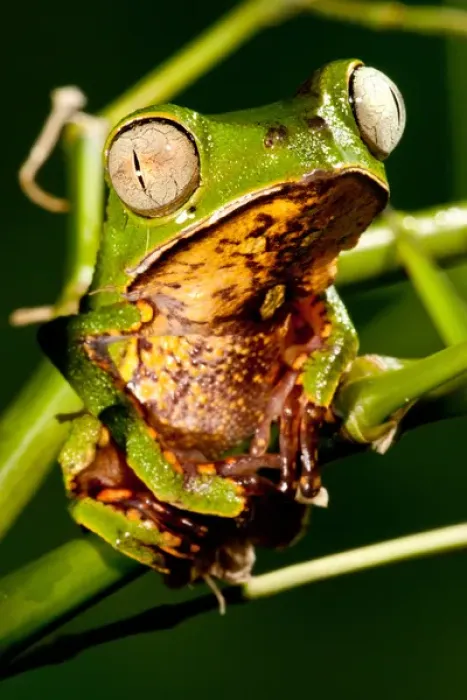 Framed Print : Razor Backed Monkey Frog Phyllomedusa hypocondryialis azurea Native to Paraguay Framed Print : Razor Backed Monkey Frog Phyllomedusa hypocondryialis azurea Native to Paraguay