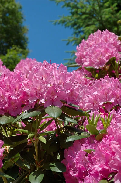 Reading, MA, USA, pink Rhododendron in full bloom