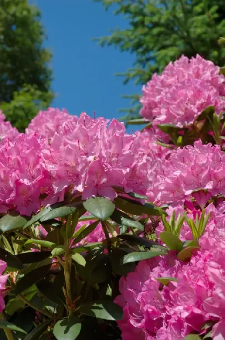 Framed Print : Reading, MA, USA, pink Rhododendron in full bloom