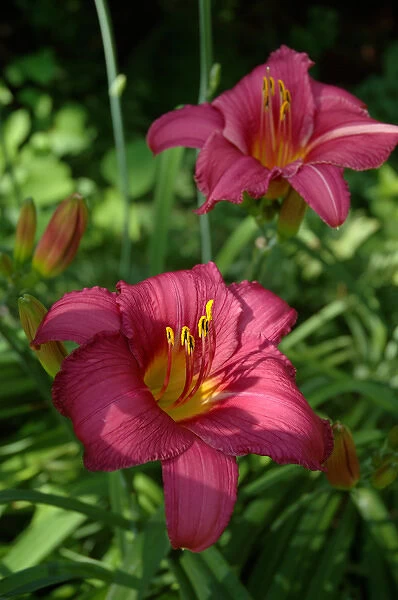Reading, MA, USA, summer perennial garden with deep-rose colored Daylilies