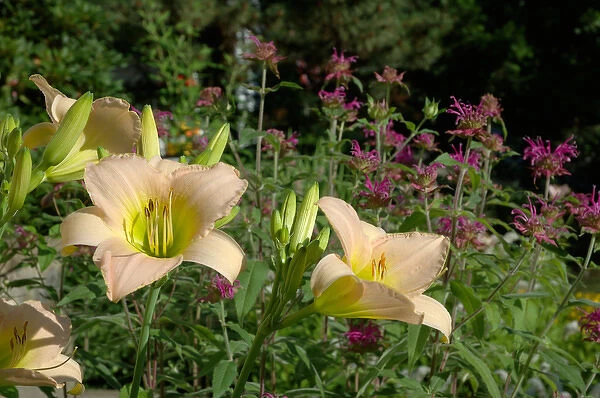 Reading, MA, USA, summer perennial garden with Daylilies and Bee Balm