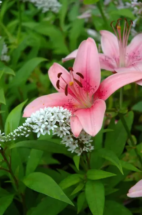 Framed Print : Reading, MA, USA, summer perennial garden with pink Asiatic lilies Framed Print : Reading, MA, USA, summer perennial garden with pink Asiatic lilies