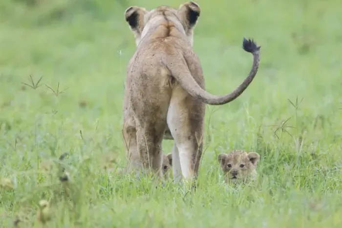 Framed Print : Rear view of lioness facing away, newborn cubs hiding in gras but peering out looking Framed Print : Rear view of lioness facing away, newborn cubs hiding in gras but peering out looking