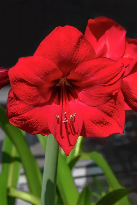 Framed Print : Red amaryllis Framed Print : Red amaryllis