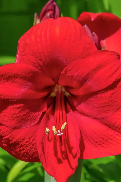 Framed Print : Red amaryllis Framed Print : Red amaryllis
