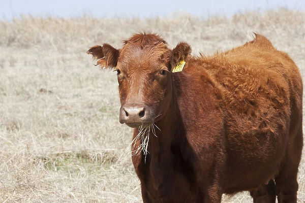 Red Angus cow with grass in mouth