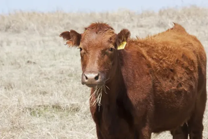 Framed Print : Red Angus cow with grass in mouth