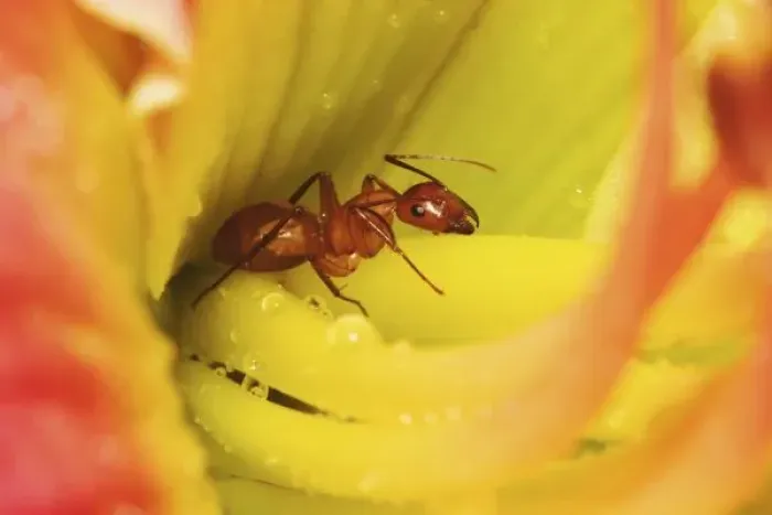 Framed Print : Red Ant, Formica Framed Print : Red Ant, Formica