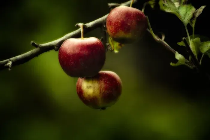 Framed Print : Red apples hanging from branch stilllife