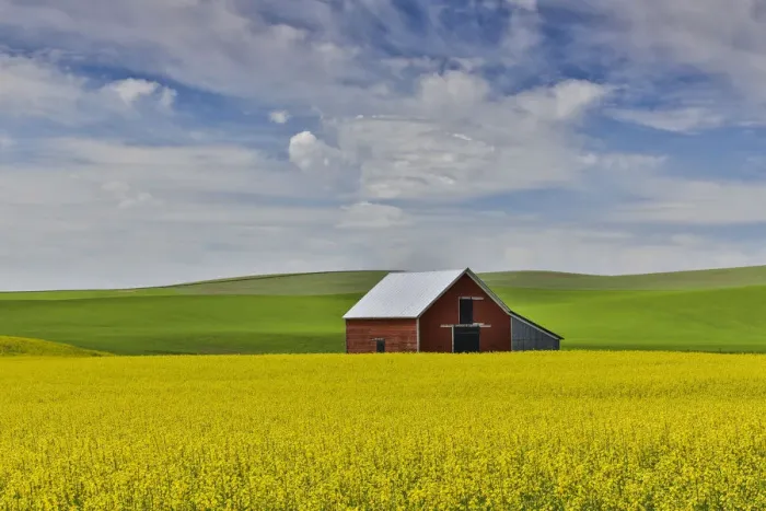 Framed Print : Red barn in canola field with dramatic sky just north of Moscow, Idaho