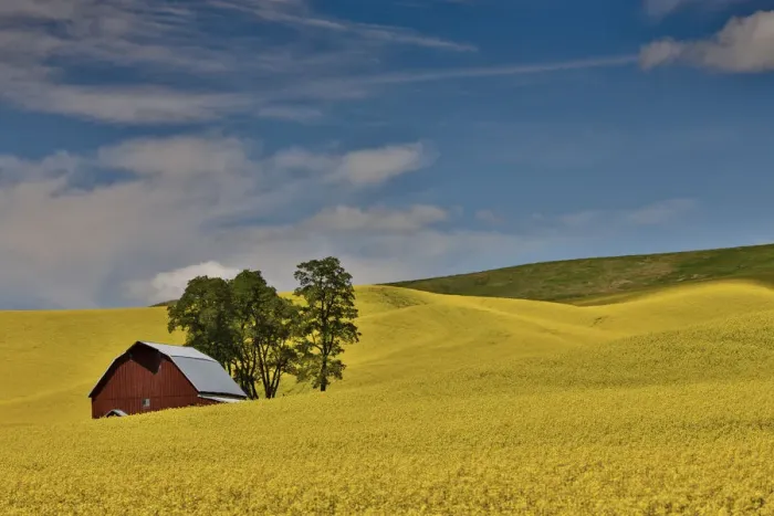 Framed Print : Red barn in canola field, Eastern Washington Framed Print : Red barn in canola field, Eastern Washington