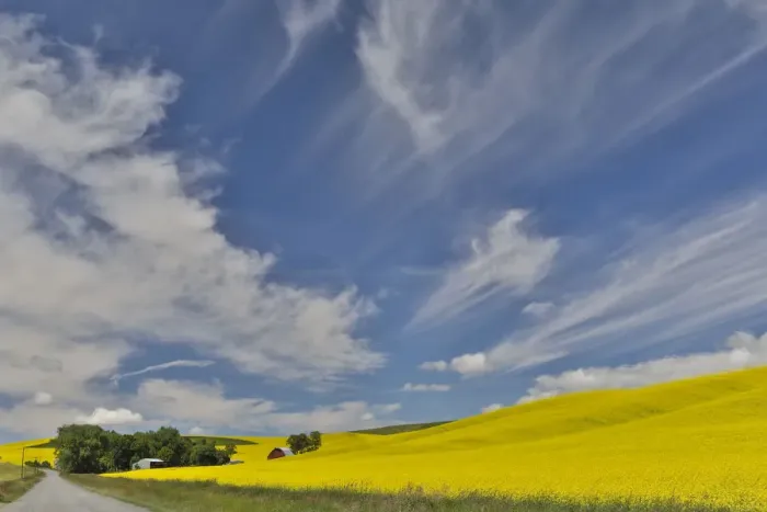 Framed Print : Red barn and gravel dirt road through canola field, Eastern Washington Framed Print : Red barn and gravel dirt road through canola field, Eastern Washington