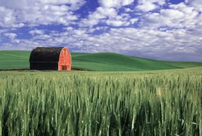 Framed Print : Red barn in wheat