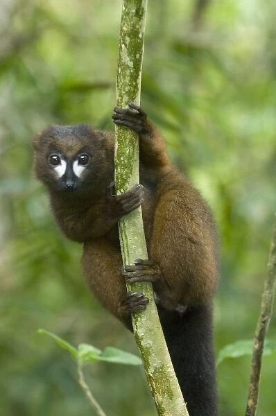 Red-bellied Lemur (Eulemur rubriventer) Male, Mantadia National Park, MADAGASCAR