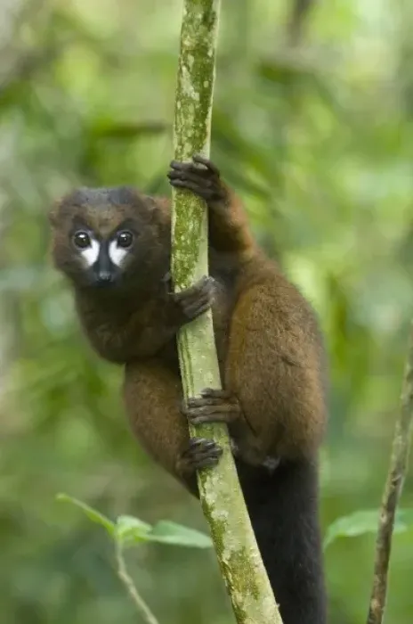 Framed Print : Red-bellied Lemur (Eulemur rubriventer) Male, Mantadia National Park, MADAGASCAR Framed Print : Red-bellied Lemur (Eulemur rubriventer) Male, Mantadia National Park, MADAGASCAR