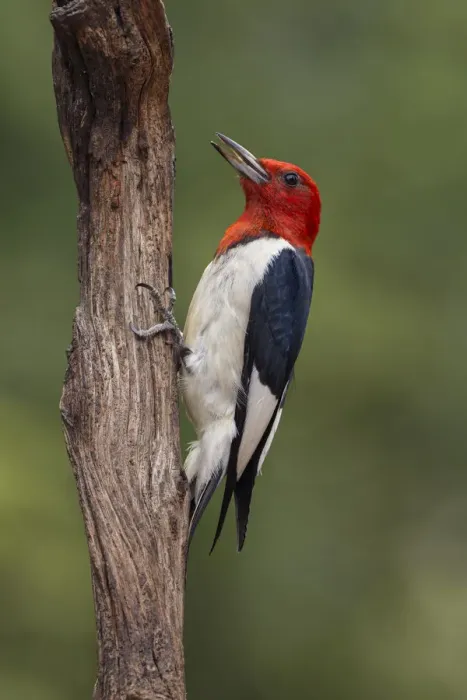 Framed Print : Red-bellied woodpecker Framed Print : Red-bellied woodpecker