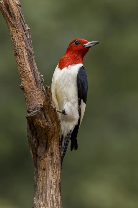 Framed Print : Red-bellied woodpecker Framed Print : Red-bellied woodpecker