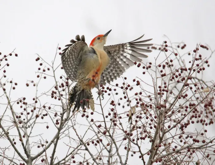 Framed Print : Red-bellied woodpecker leaving hackberry bush Framed Print : Red-bellied woodpecker leaving hackberry bush