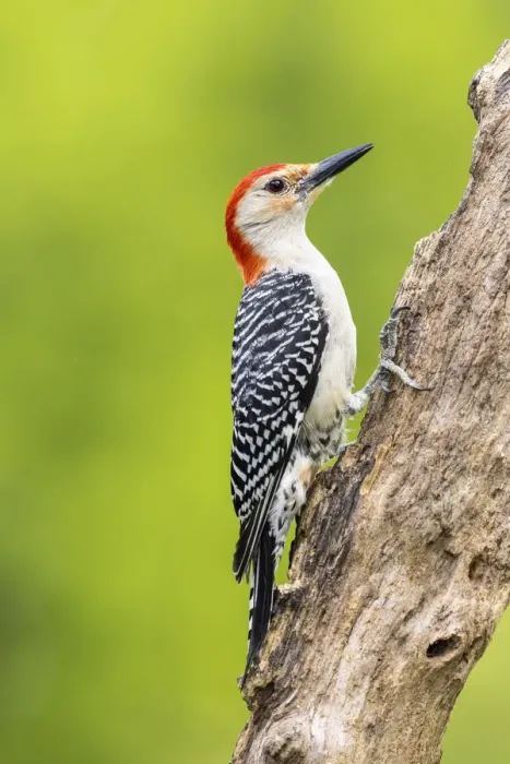 Framed Print : Red-bellied woodpecker male on dead tree, Marion County, Illinois Framed Print : Red-bellied woodpecker male on dead tree, Marion County, Illinois