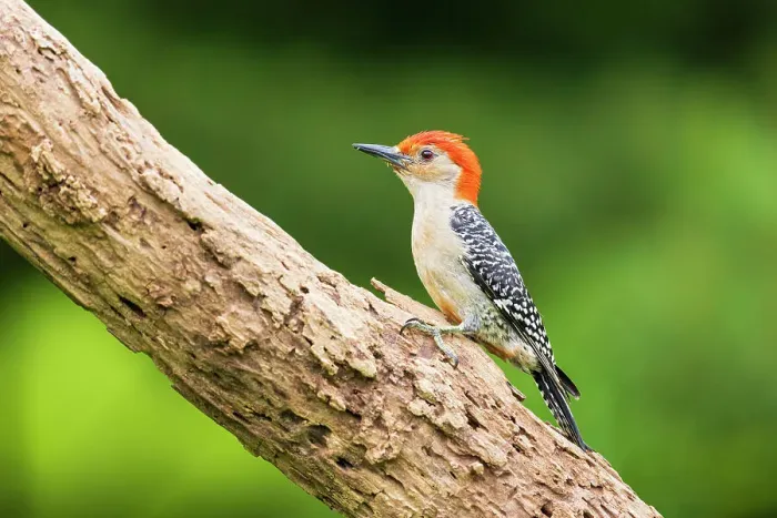 Framed Print : Red-bellied Woodpecker male on dead tree, Marion County, Illinois Framed Print : Red-bellied Woodpecker male on dead tree, Marion County, Illinois