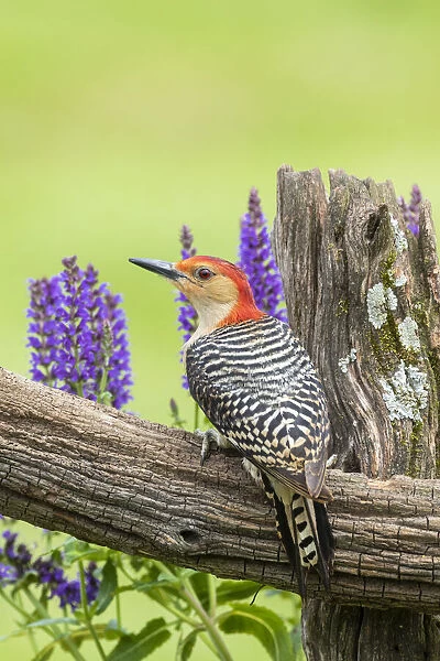 Red-bellied woodpecker male on fence near garden Marion County, Illinois