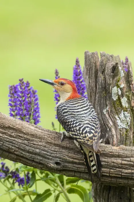 Framed Print : Red-bellied woodpecker male on fence near garden Marion County, Illinois