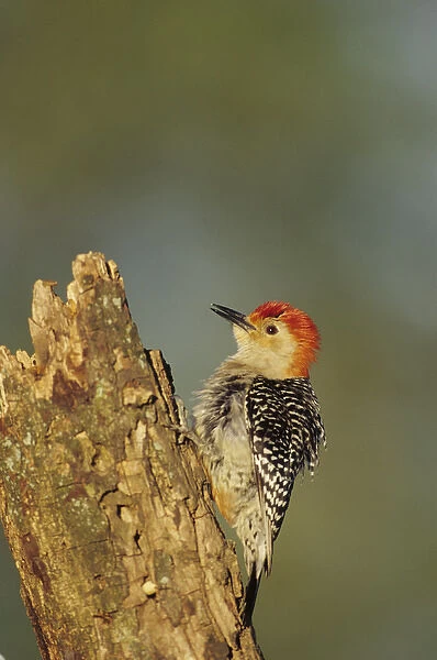 Red-bellied Woodpecker (Melanerpes carolinus) male displaying on dead tree, Marion Co