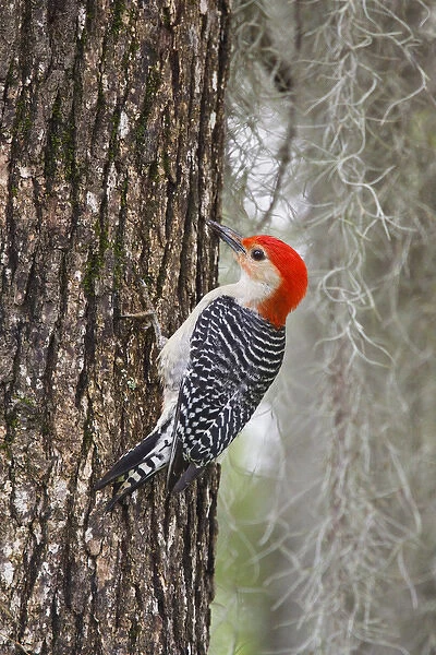 Red-bellied Woodpecker (Melanerpes carolinus) male on oak