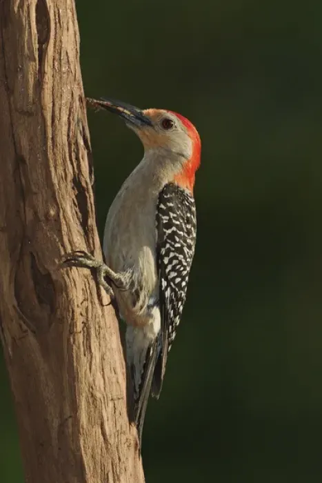 Framed Print : Red-bellied Woodpecker with prey, Melanerpes carolinus Red-bellied Woodpecker with prey Framed Print : Red-bellied Woodpecker with prey, Melanerpes carolinus Red-bellied Woodpecker with prey