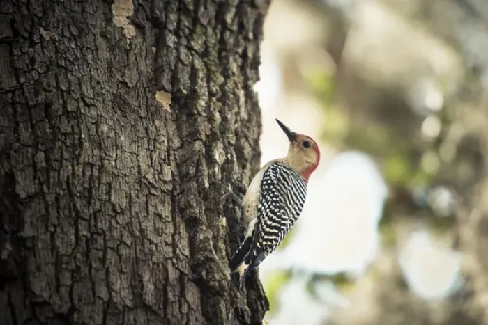 Framed Print : Red Bellied Woodpecker on tree