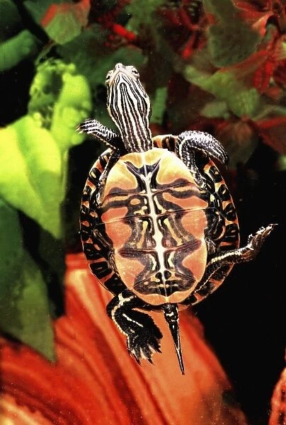 Red Belly Turtle, Chrysemys rubiventris, Native to Southern US