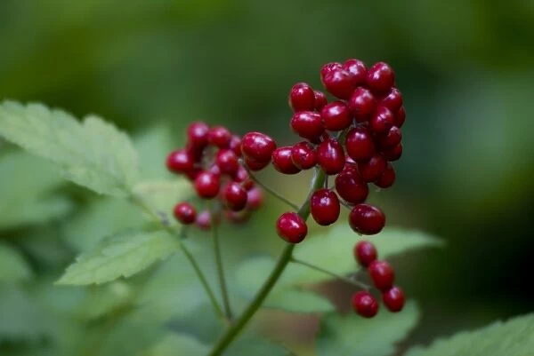 Red Berries Close-Up