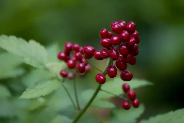Framed Print : Red Berries Close-Up Framed Print : Red Berries Close-Up