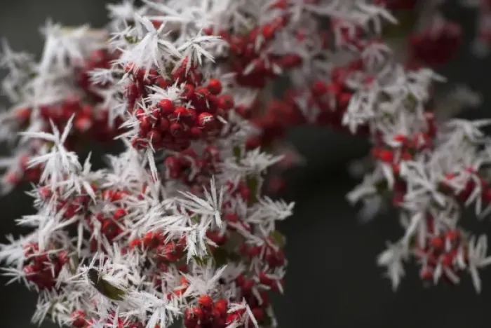 Framed Print : Red Berries with Frost