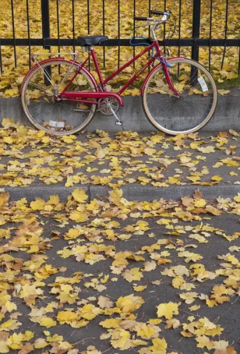 Framed Print : Red bicycle rests against a fence amidst yellow fallen leaves