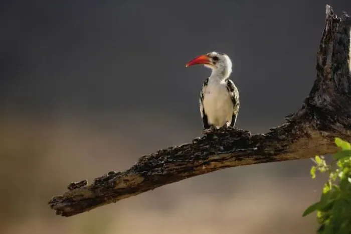 Framed Print : Red-billed Hornbill, Tockus erythrochynchus, Samburu Game Reserve, Kenya, Africa