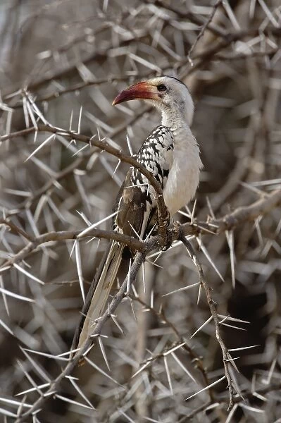 Red-billed Hornbill, Tockus erythrochynchus, Samburu Game Reserve, Kenya