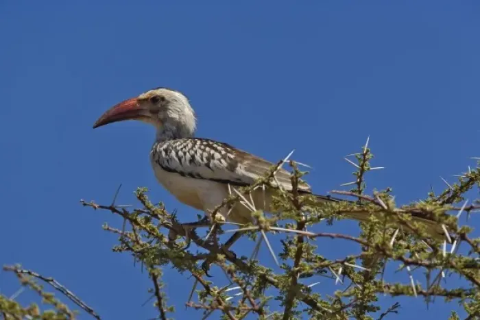Framed Print : Red-billed Hornbill, Tockus erythrochynchus, Samburu Game Reserve, Kenya Framed Print : Red-billed Hornbill, Tockus erythrochynchus, Samburu Game Reserve, Kenya